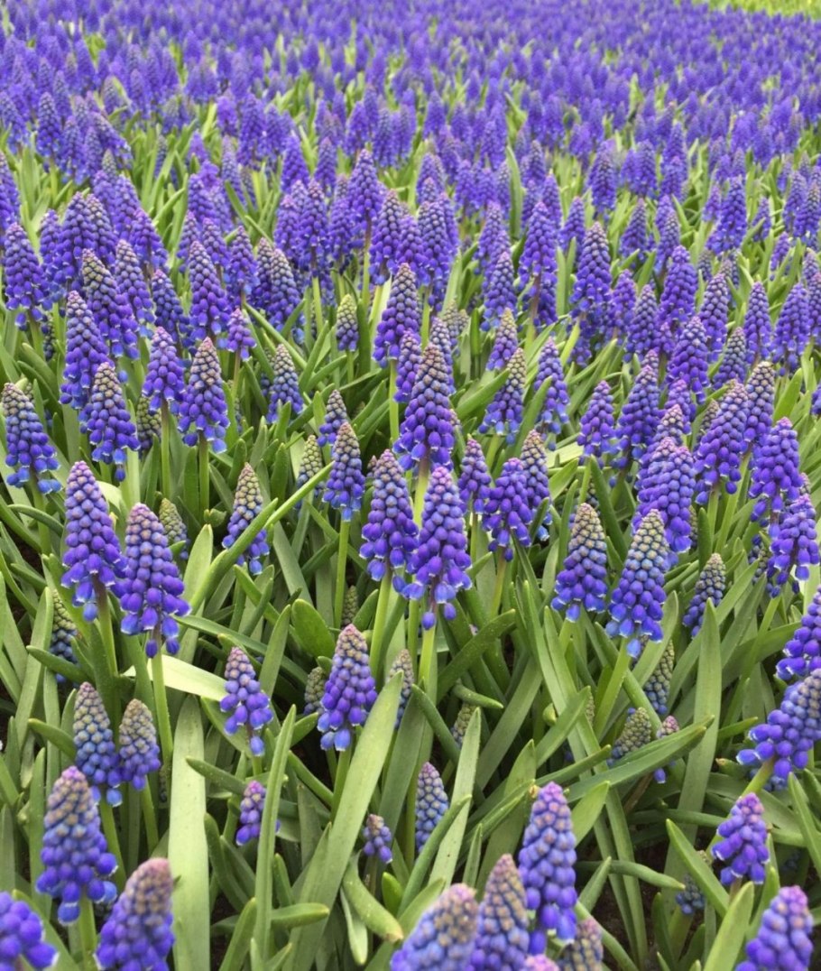 Мускари Крокус тюльпан гиацинт