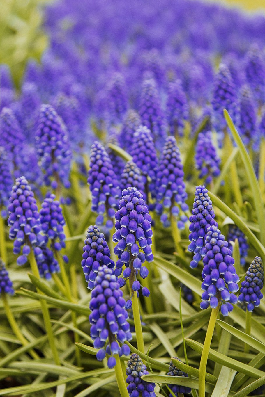 Мускари Лазурный альбум