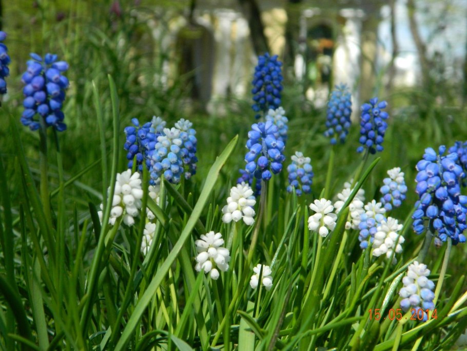 Мускари Арменикум Muscari armeniacum