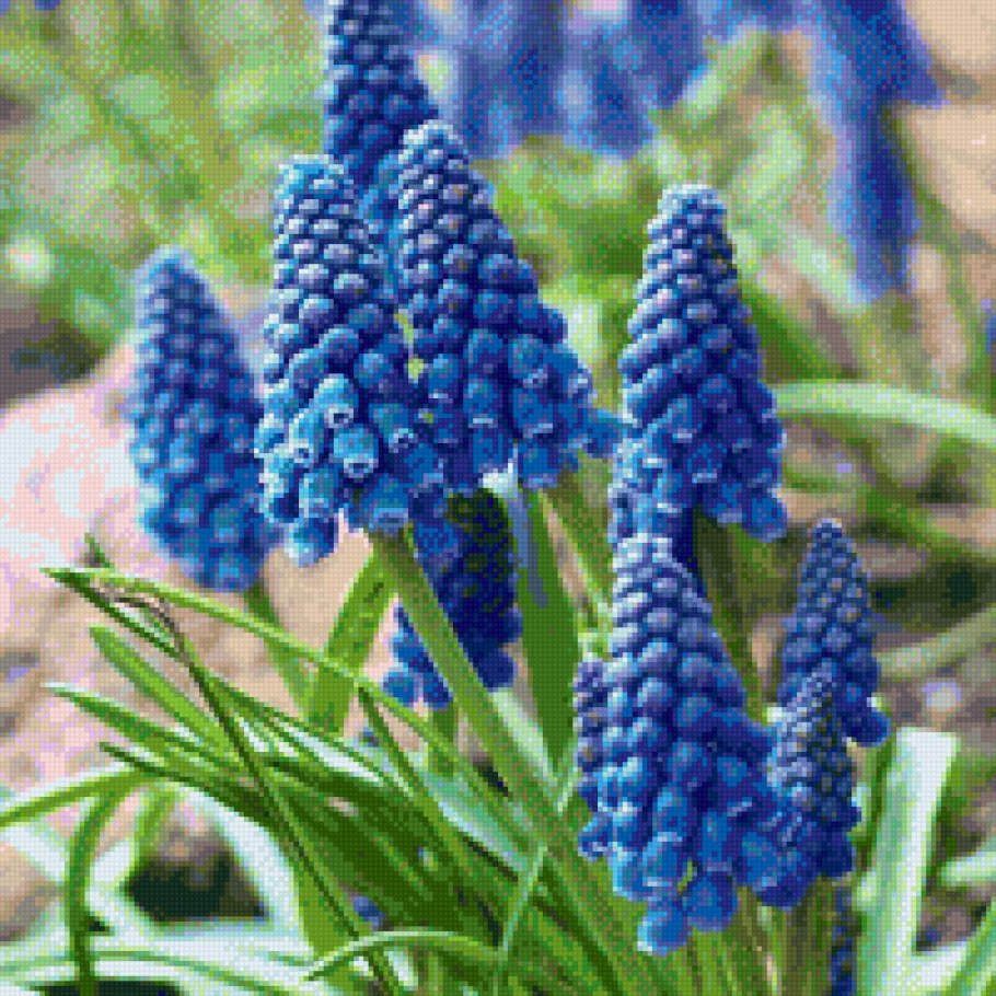 Мускари маунтейн леди