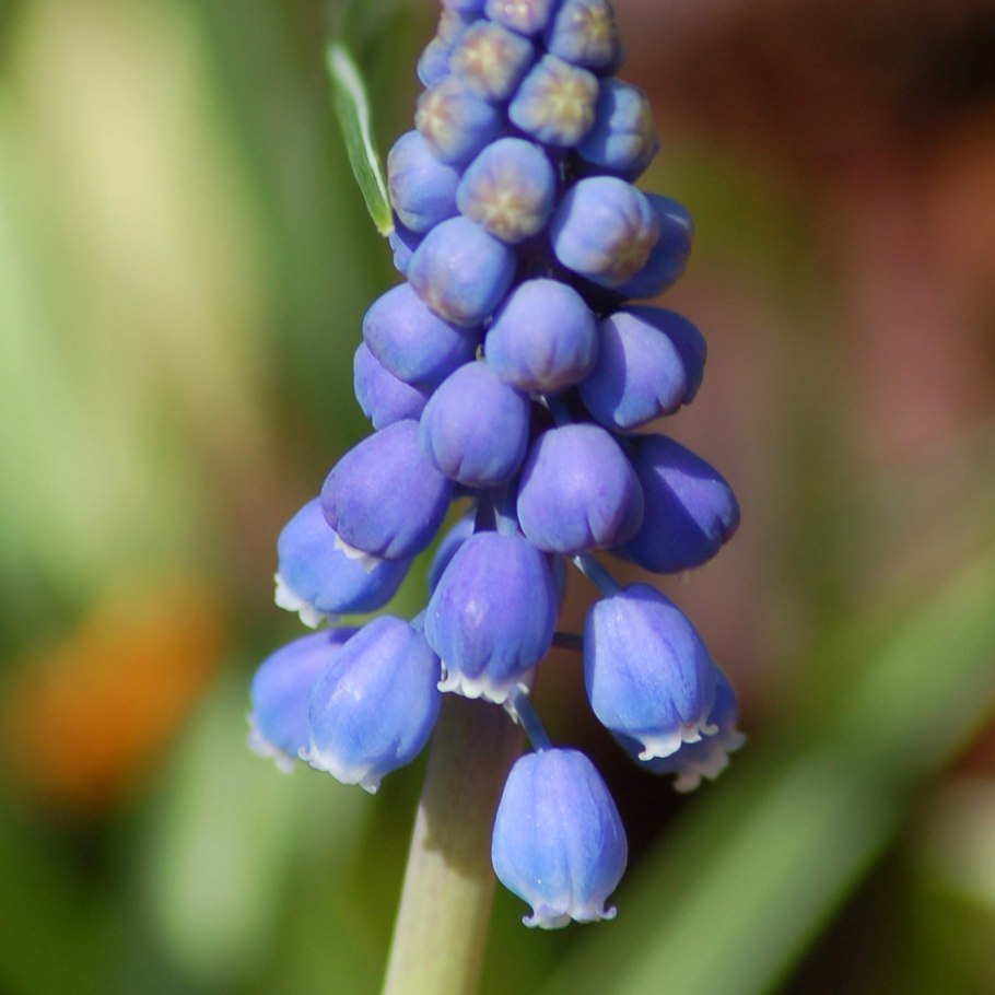 Мускари на клумбе