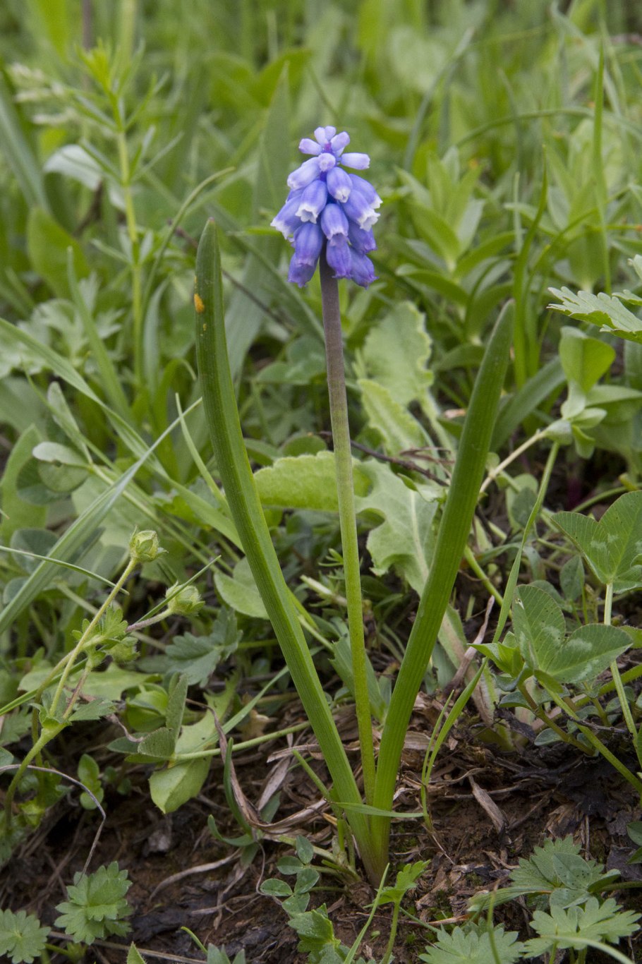 Мускари Арменикум