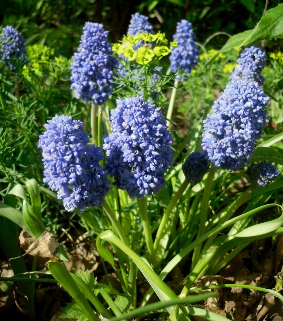 Мускари армянский Азуреум