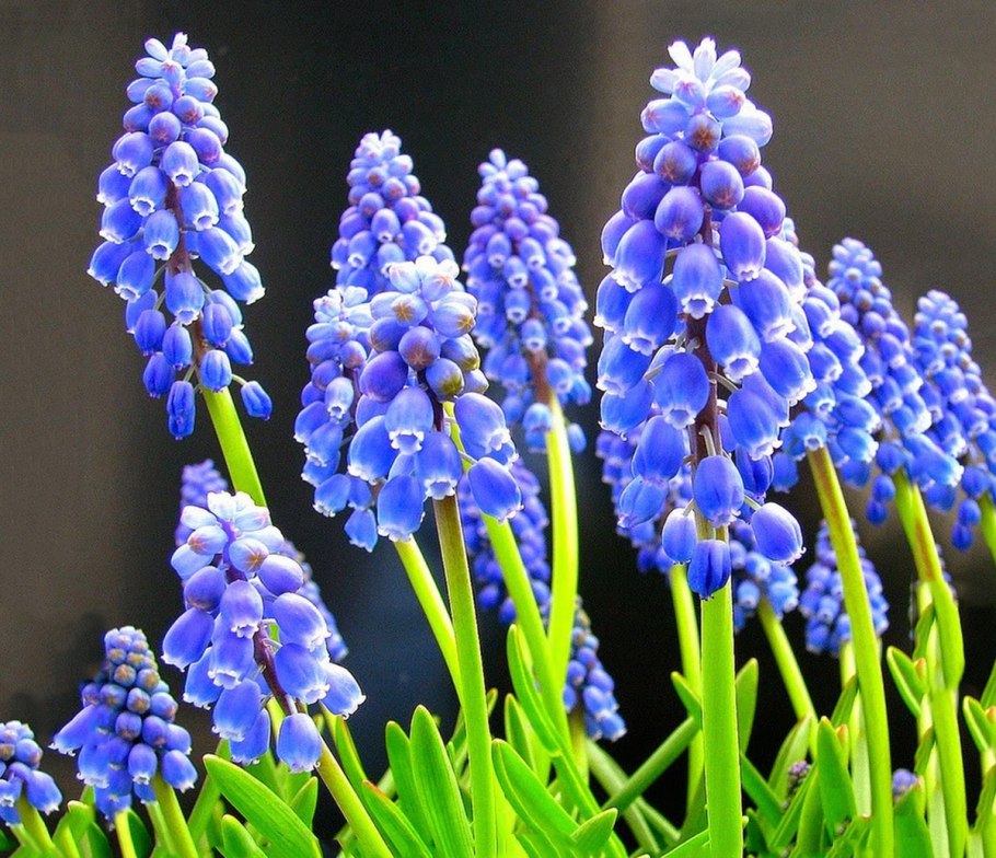 Мышиный гиацинт мускари
