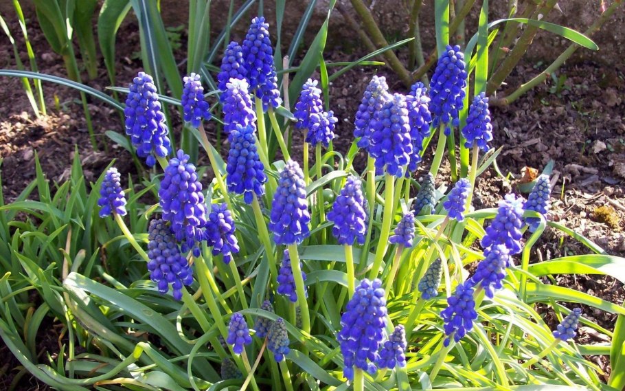 Гиацинт мускари