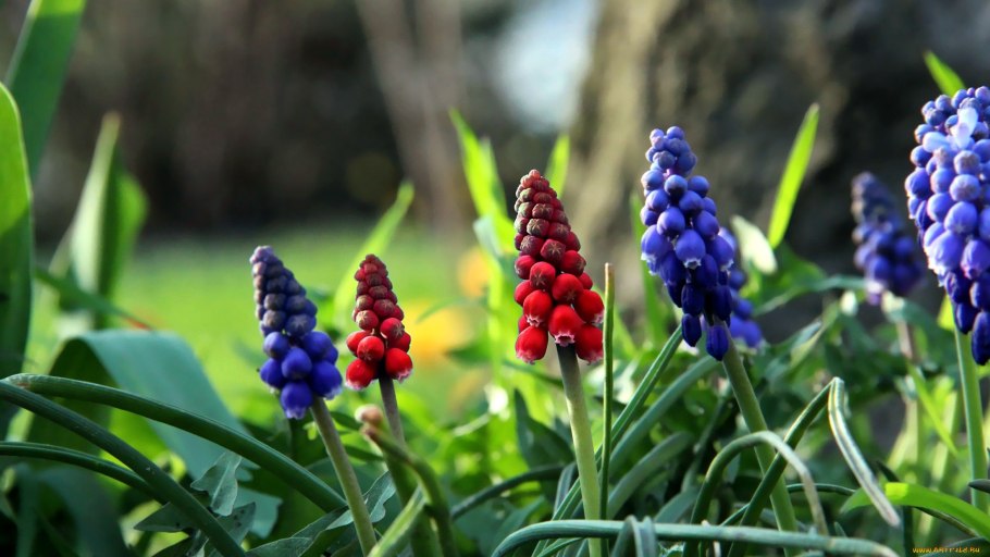 Мускари армянский