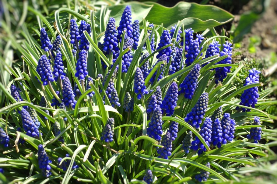 Мускари гроздевидный