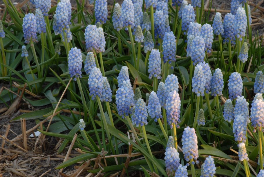 Мускари мышиный гиацинт гадючий лук