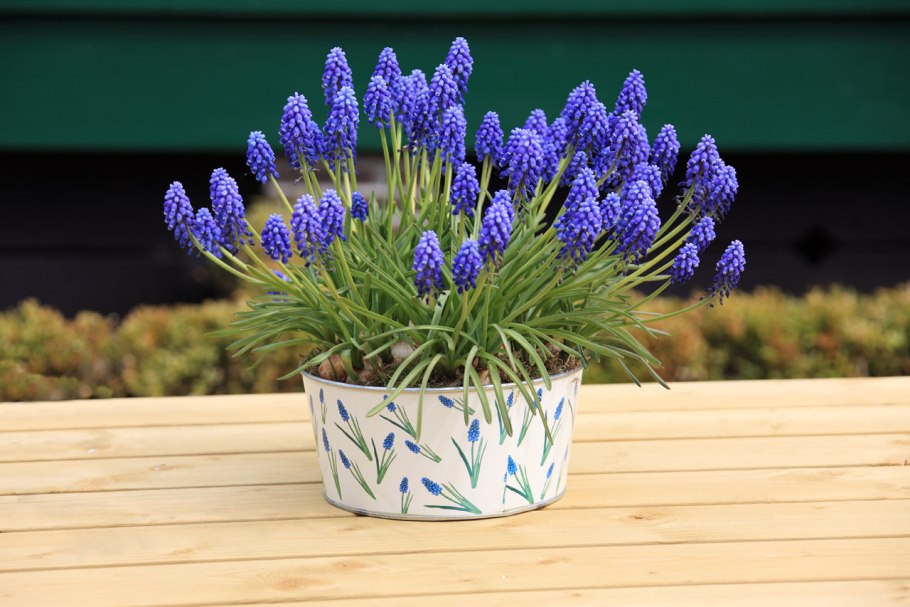 Мускари Арменикум