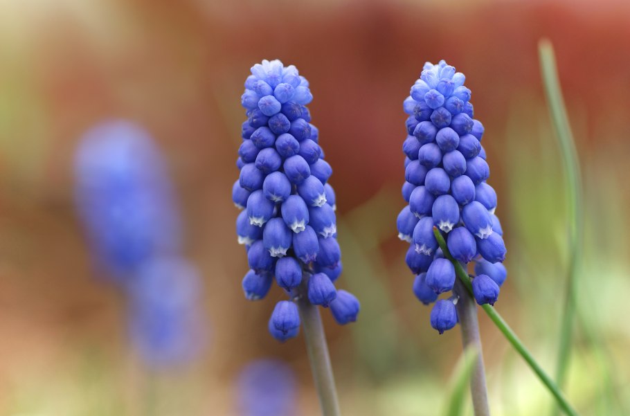 Мускари кистевидный