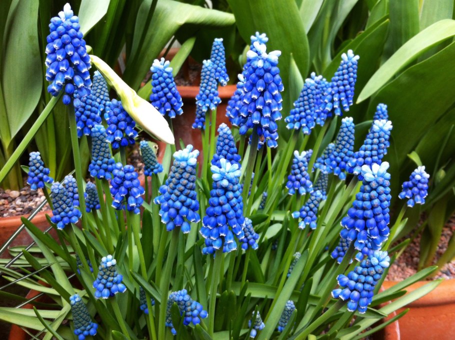 Мускари latifolium