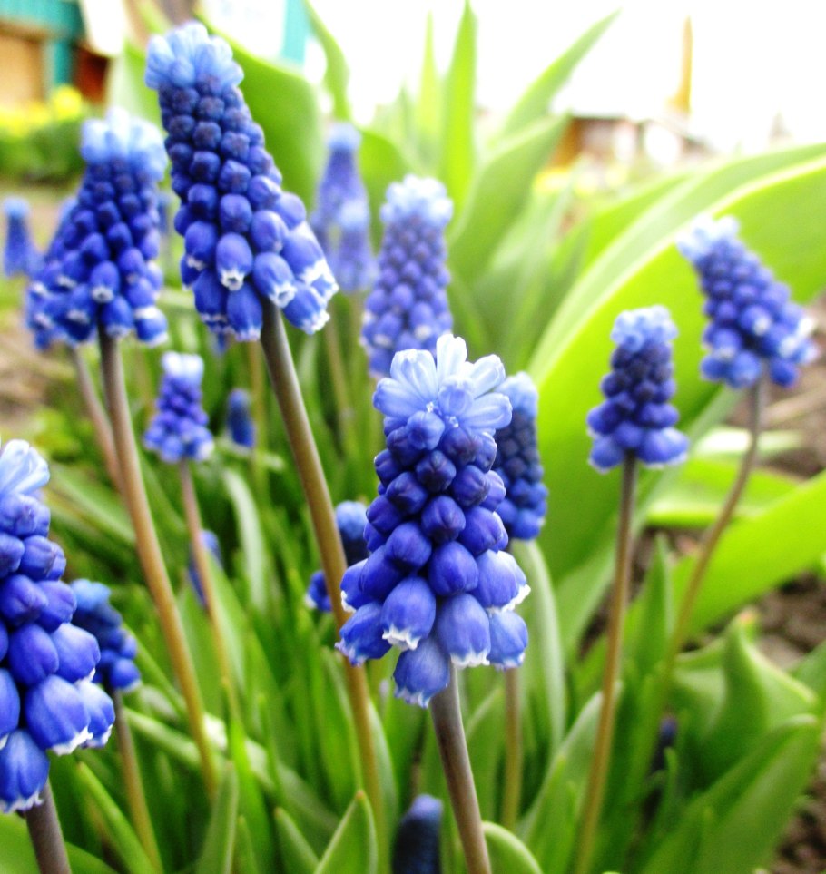 Мышиный гиацинт мускари синий