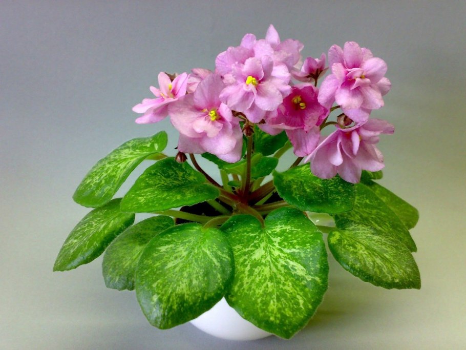 Фиалка Пинк Пизаз