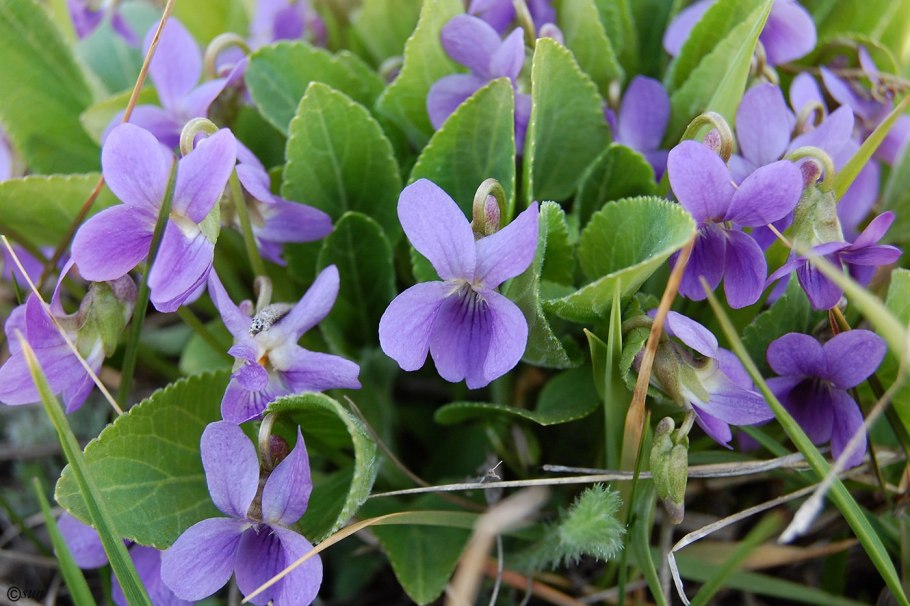 Viola uniflora