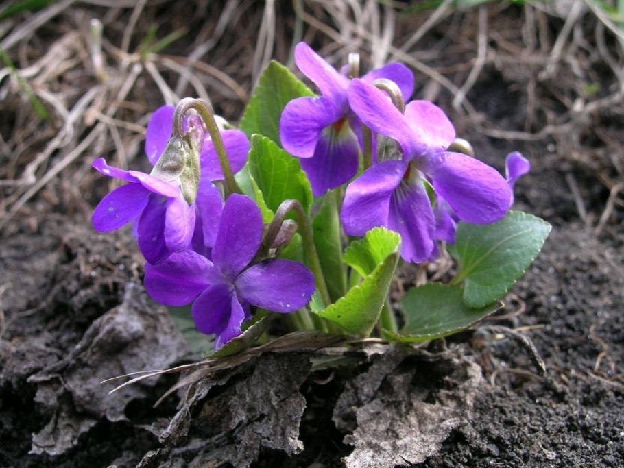 Сенполия фиалкоцветная