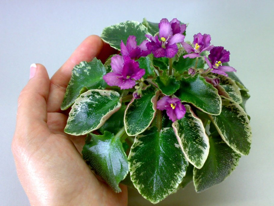 Фиалка топяная Viola uliginosa