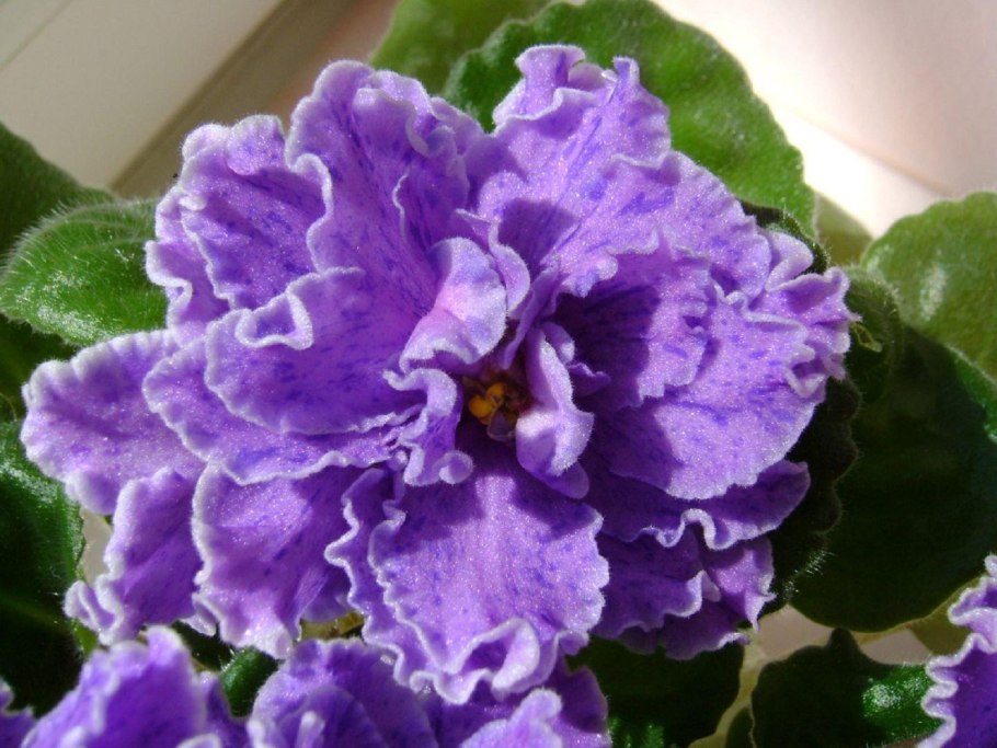 Flora queen фиалка