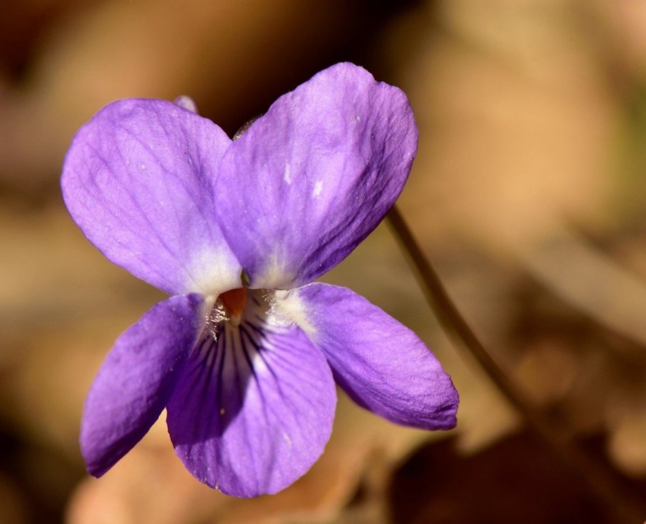 Фиалка удивительная Башкортостан
