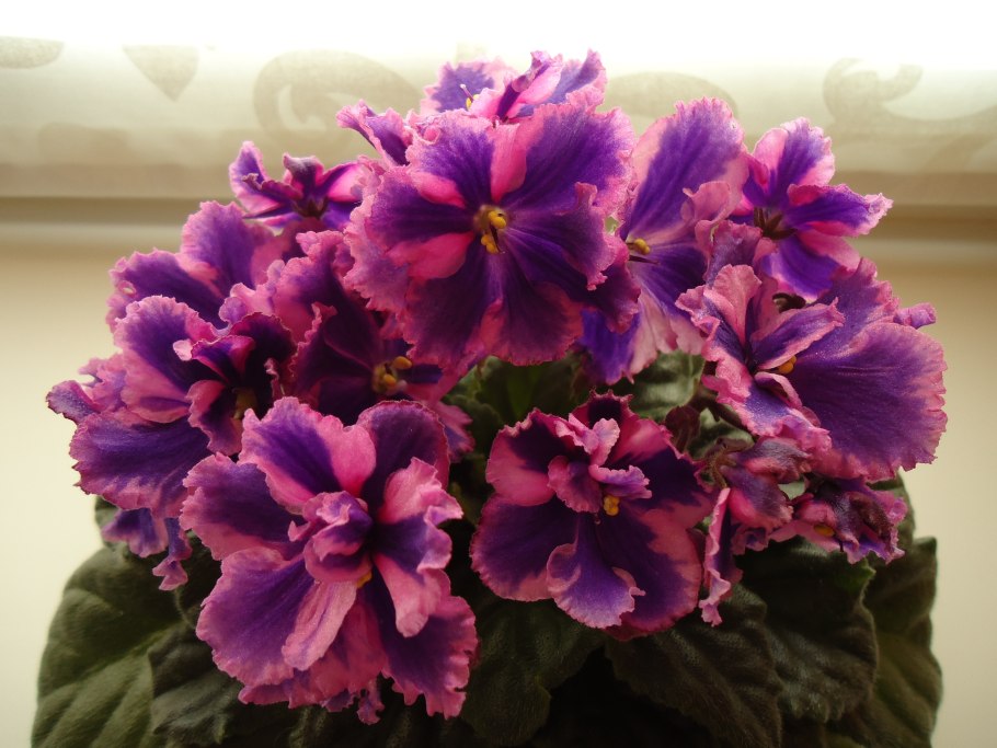 Viola chaerophylloides var. Sieboldiana.