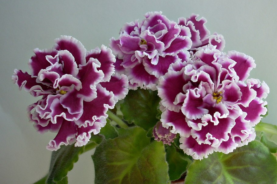 Saintpaulia ionantha