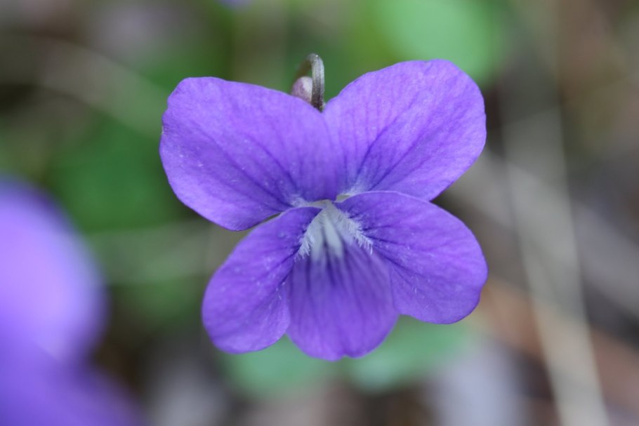 Фиалка Паркер Махно