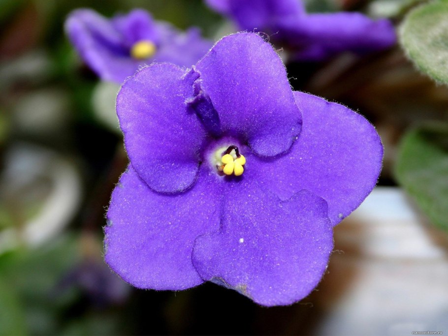 Фиалка saintpaulia
