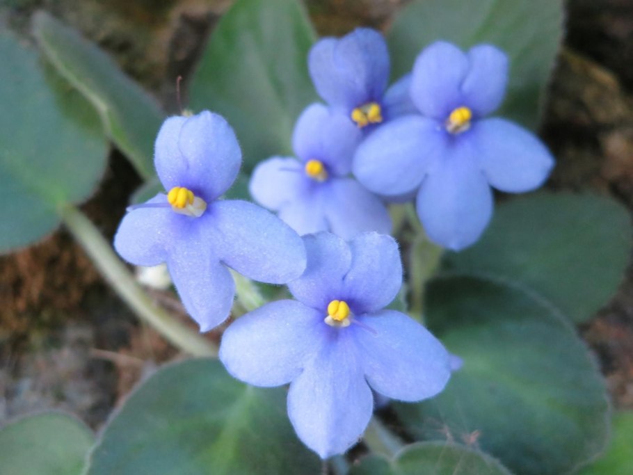 Фиалка African Violet