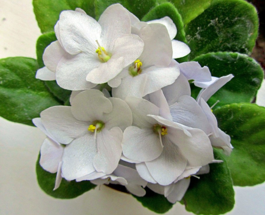 Узамбарская фиалка