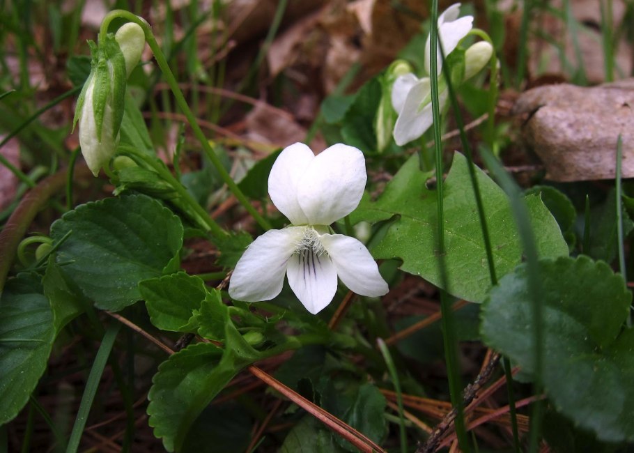 Фиалка садовая белая