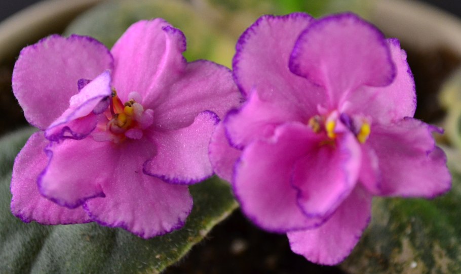 Фиалка african violet