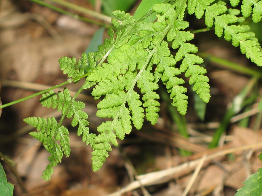 Вудсия стройная