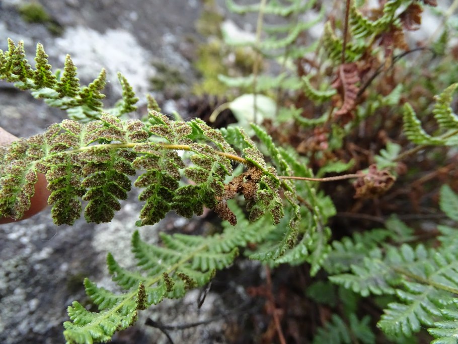 Вудсия ломкая