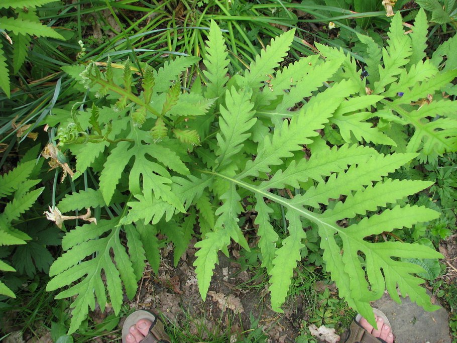 Вудсия ломкая (Woodsia fragilis)