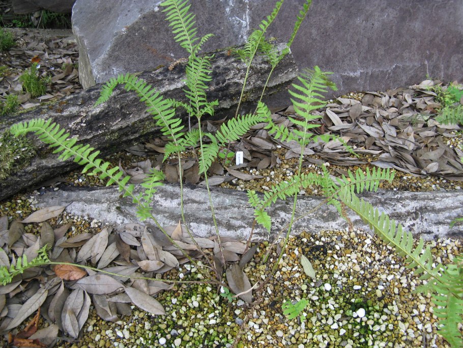 Polystichum tripteron