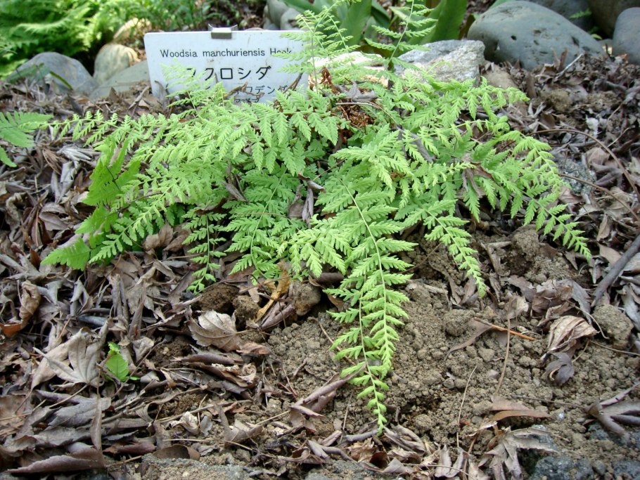 Вудсия ломкая