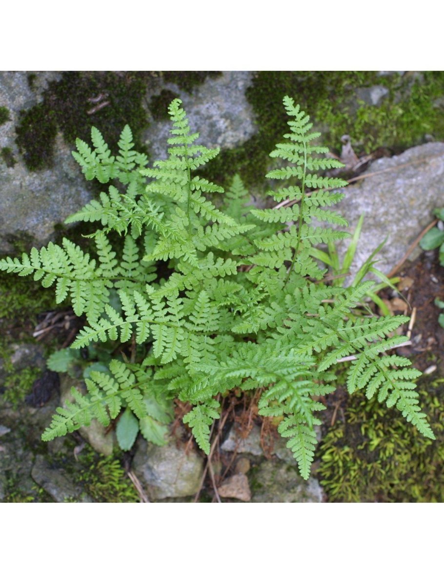 Вудсия Альпийская Woodsia Alpina (Bolt.) S. F. Gray