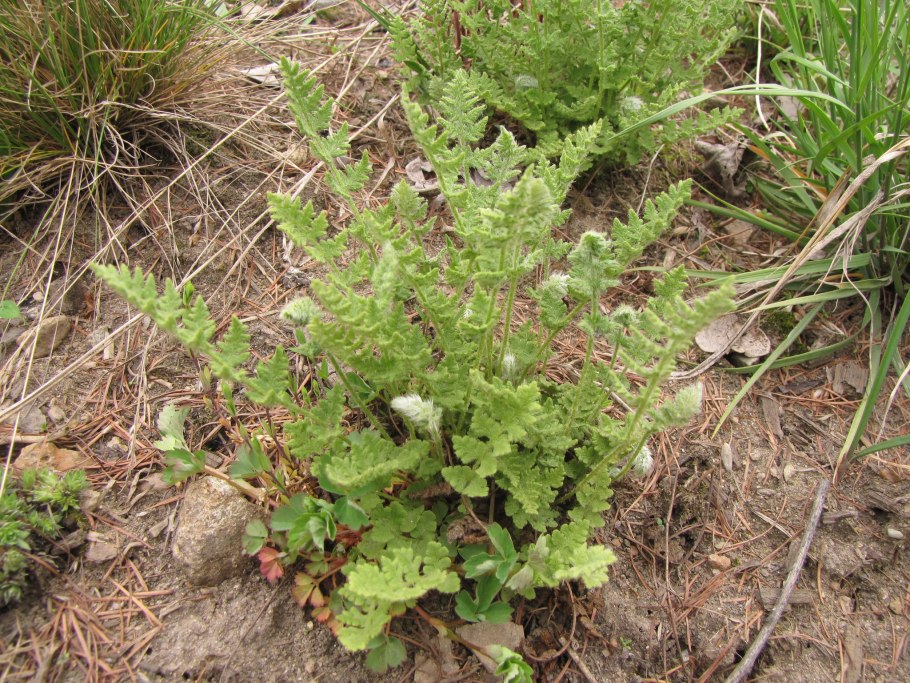 Вудсия стройная