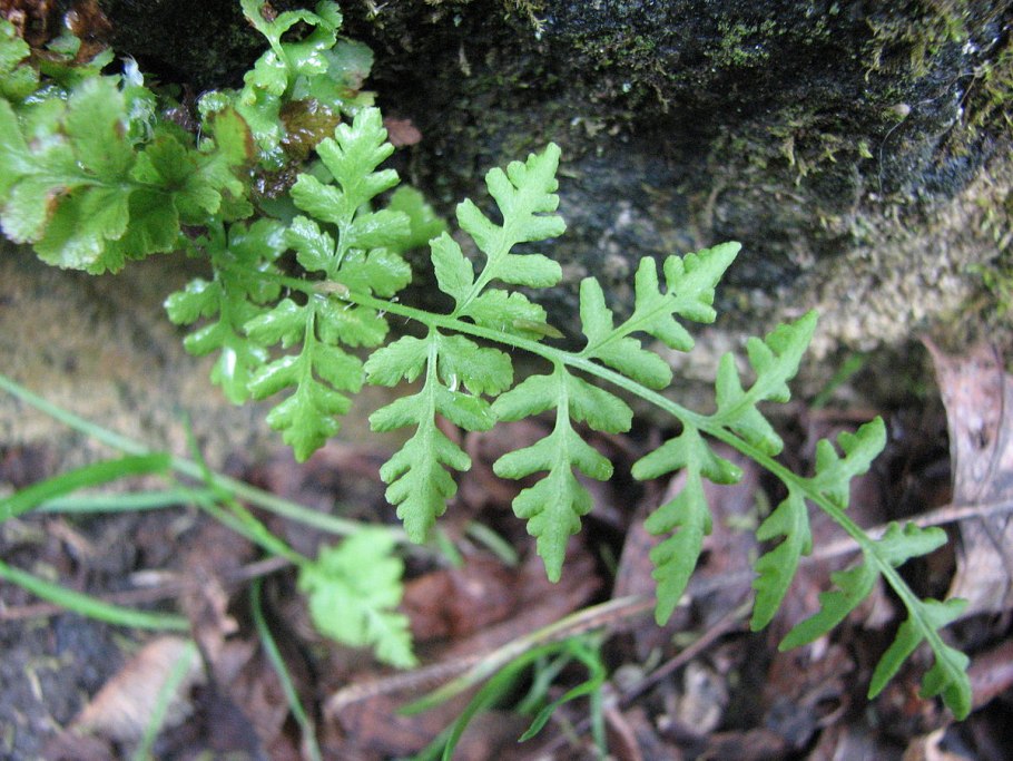 Вудсия Альпийская (Woodsia Alpina)