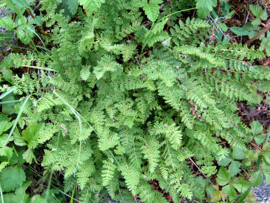 Многорядник трехраздельный Polystichum Tripteron