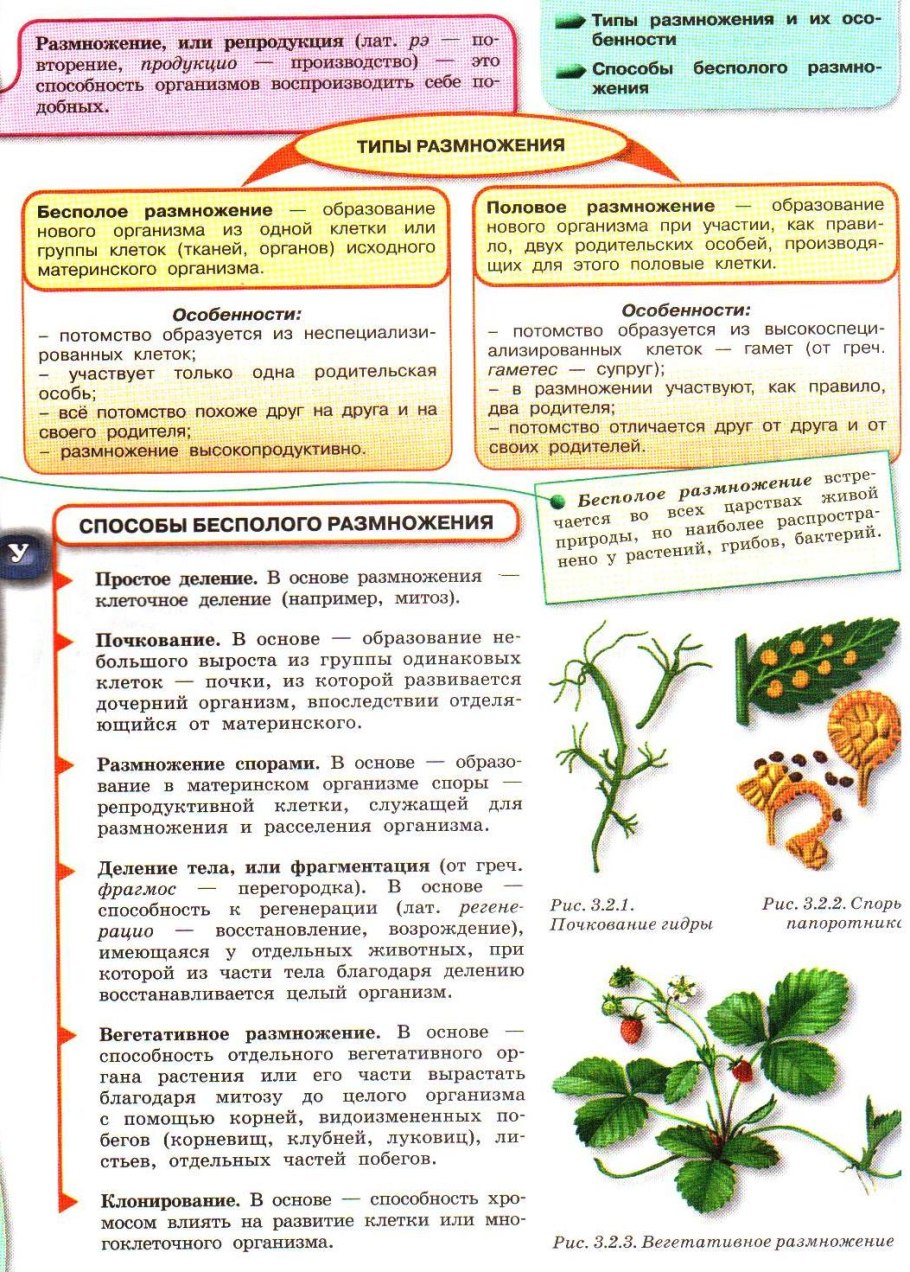 Бесполое размножение генеративное