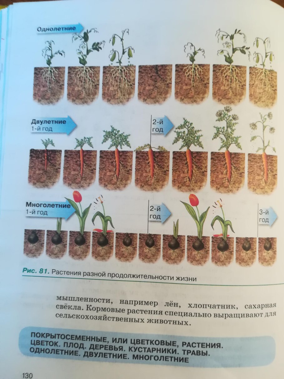 Сорные растения семейства крестоцветных