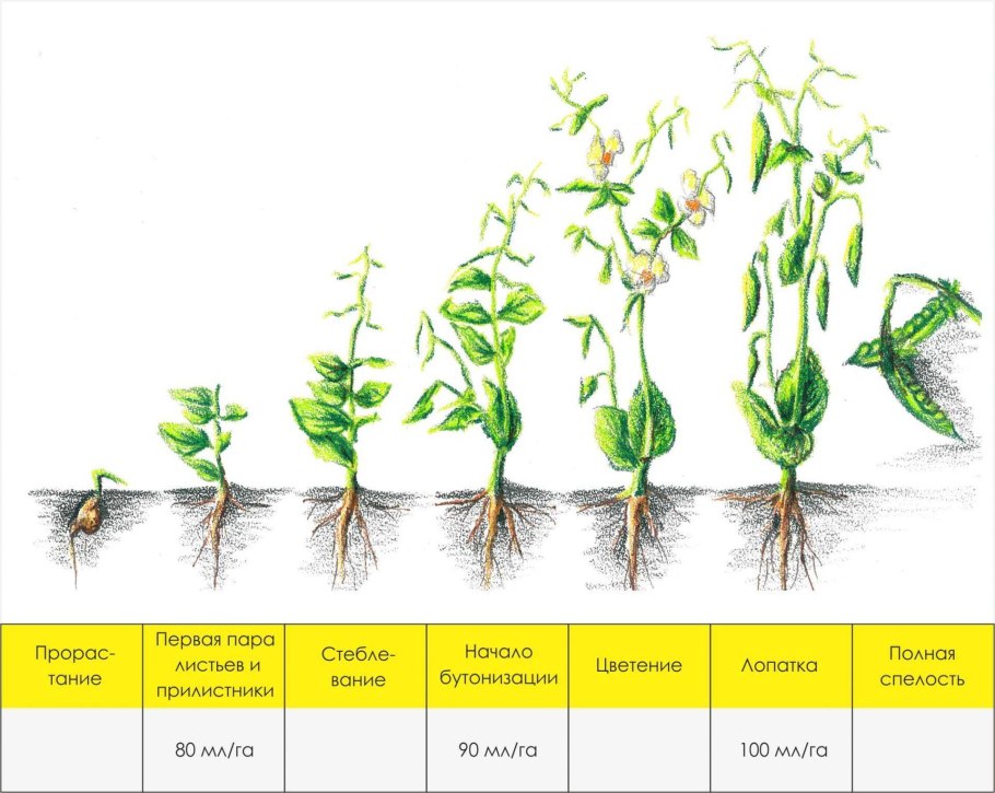 Типы прививка вегетативное размножение