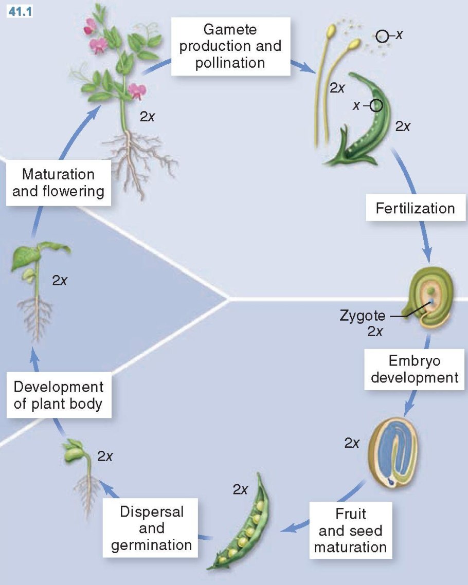 Размножение крыжовника черенками