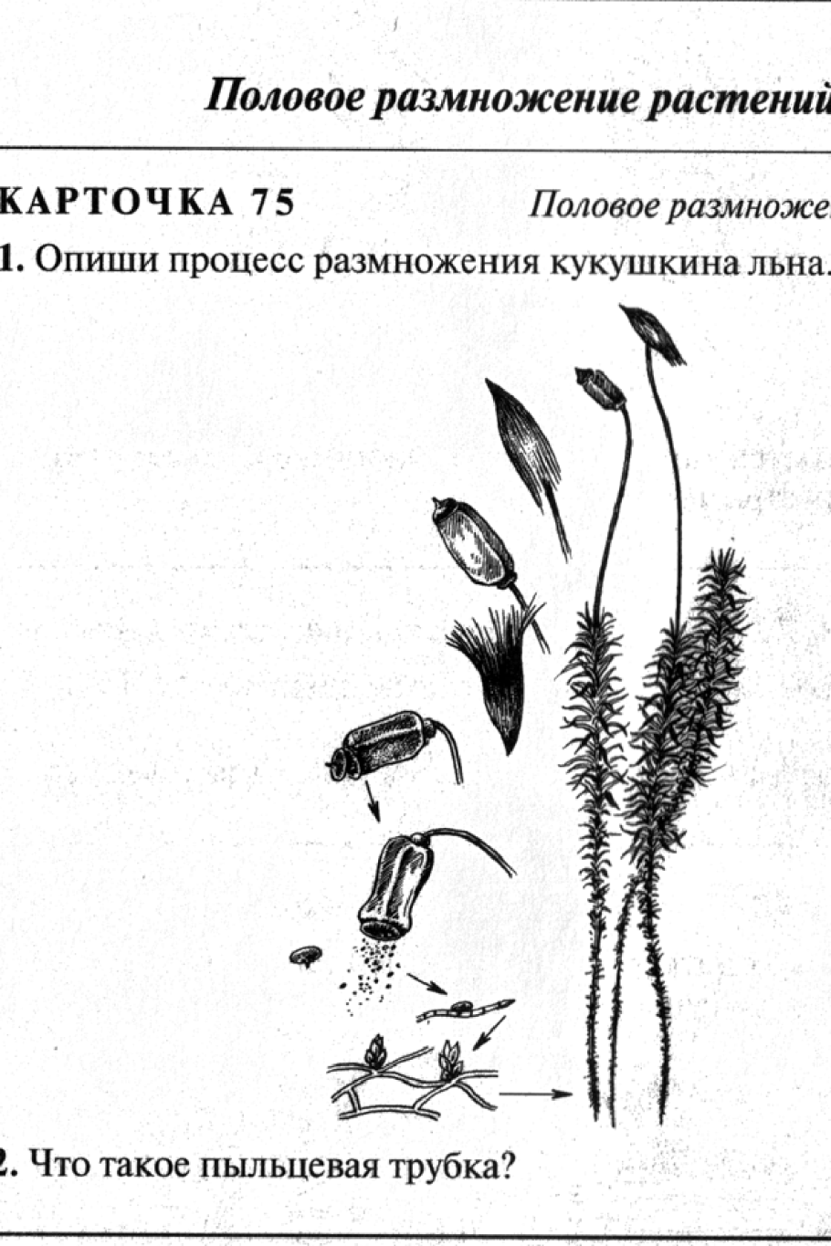 Сердечник Луговой размножение листьями