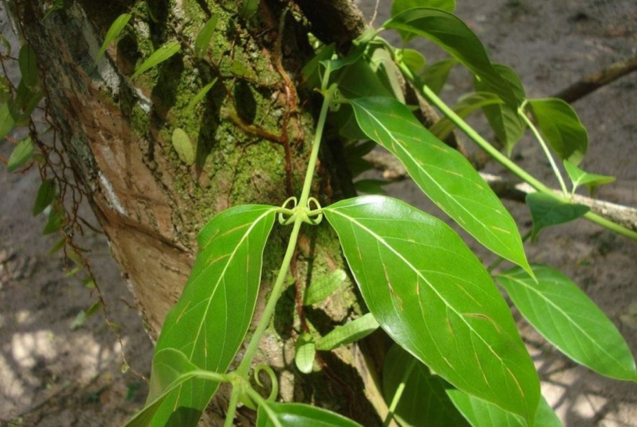 Ункария кошачий коготь