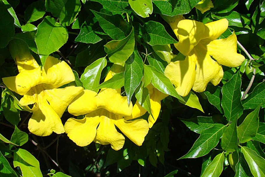 Бигнония кошачий коготь