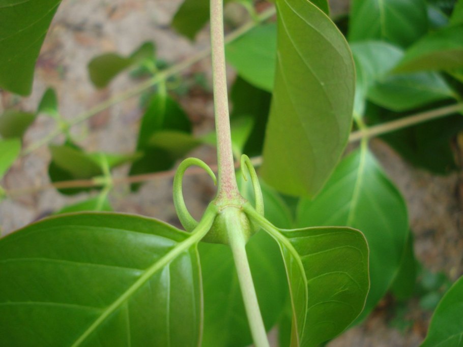 Ункария волосистая