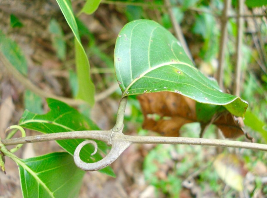 Кошачий коготь Ункария томентоза