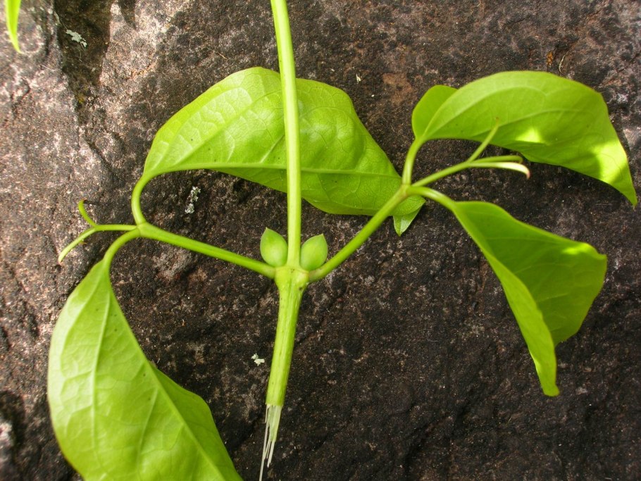 Nature’s Sunshine products кошачий коготь