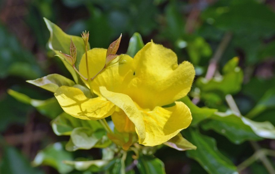 Лиана кошачий коготь